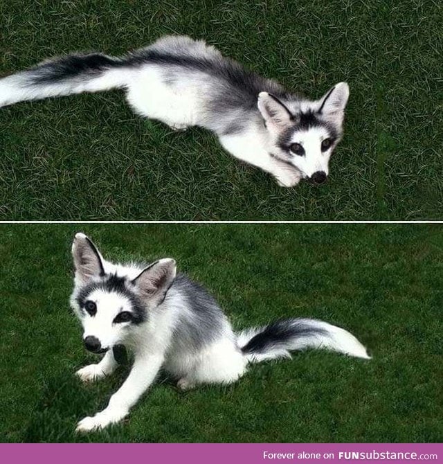 Canadian marble fox