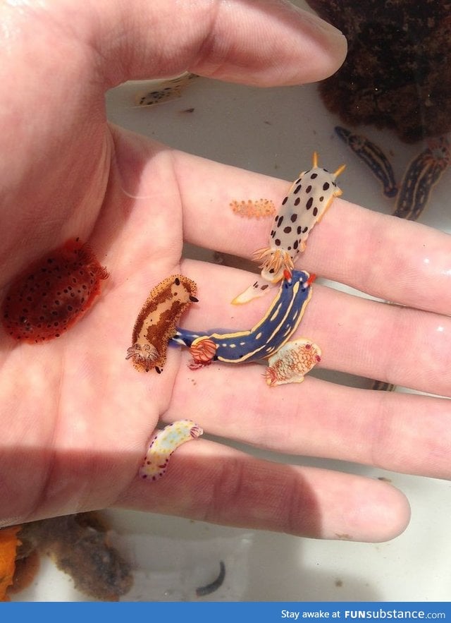 Tiny sea slugs