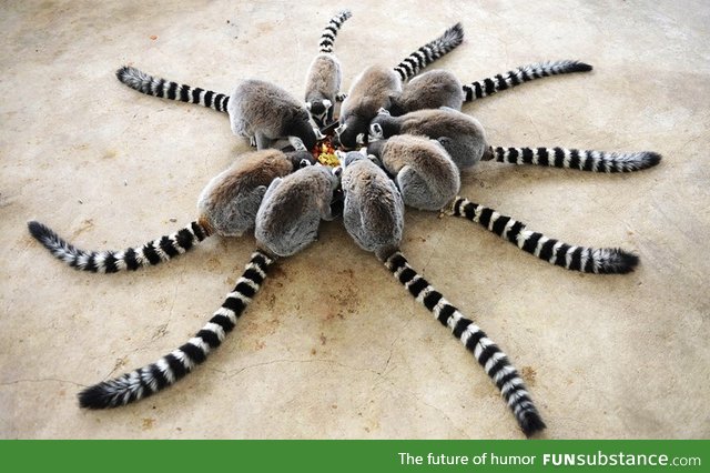 Lemurs feeding