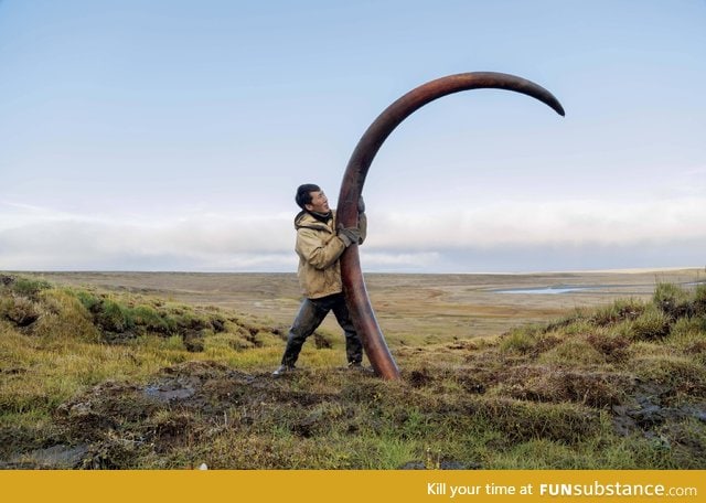 Woolly mammoth's tusk being unearthed from a Siberian riverbed