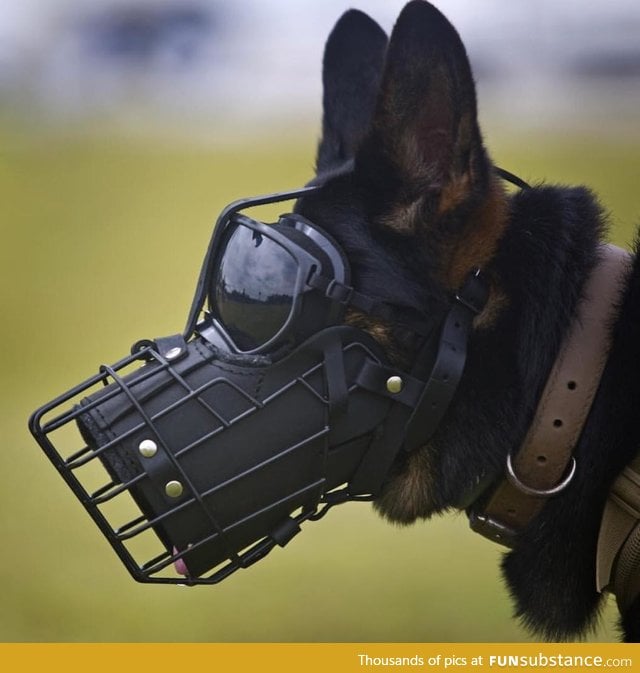 Marine corps raider k9