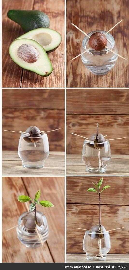 How to grow an avocado tree