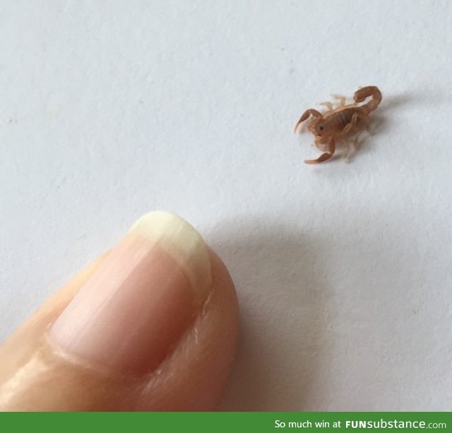 Tiny lil scorpion