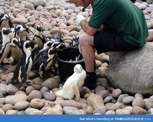 An albino penguin