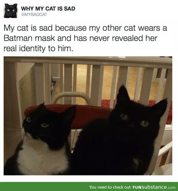 Batcat