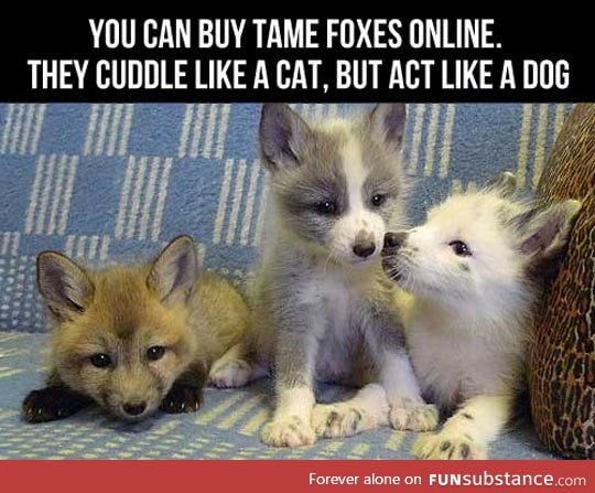 Now I'm Getting A Fox