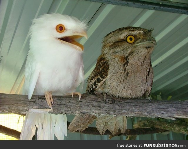 Albino tawny frogmouth