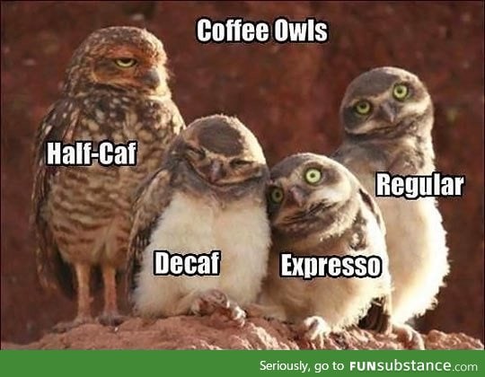 Coffee explained with owls