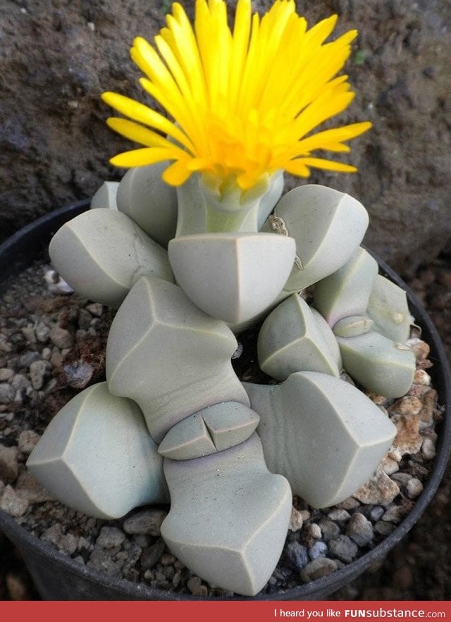 The flower called Lapidaria Margaretae look like stones