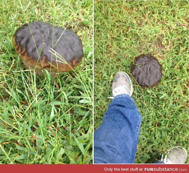 This mushroom in my yard looks just like a giant chocolate DONUT!