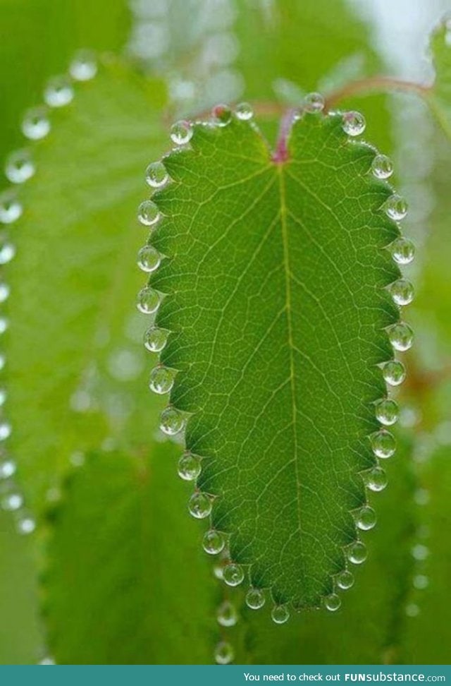 Nature's Necklace