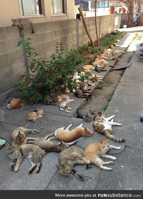 What happens when you grow catnip in your backyard