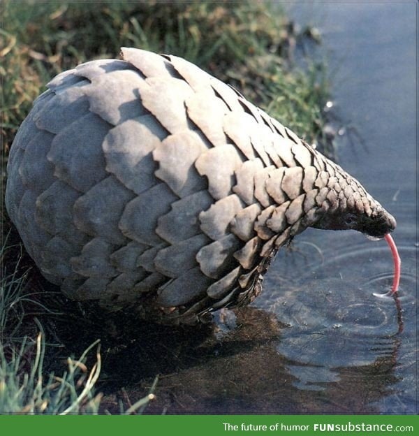 Pangolin