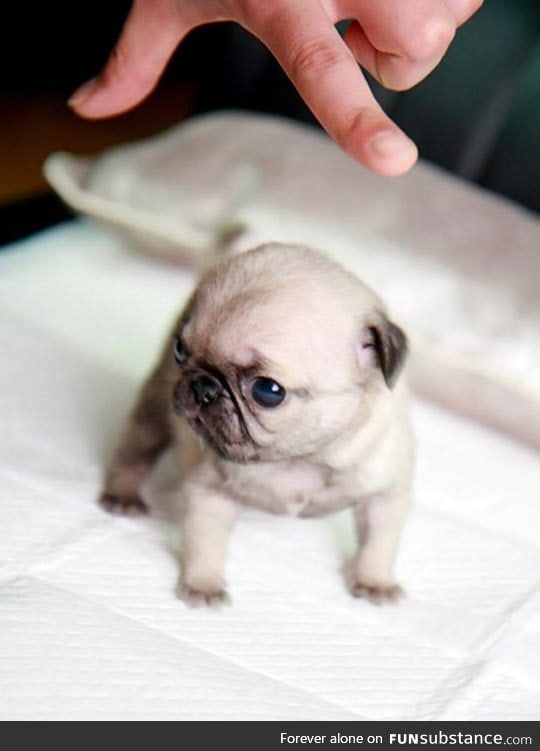 Tiny teacup pug