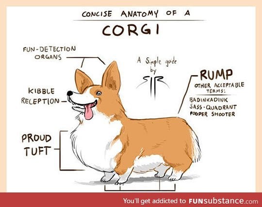 Anatomy of a corgi