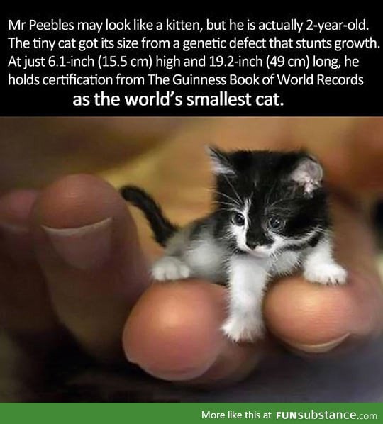 Smallest cat in the world