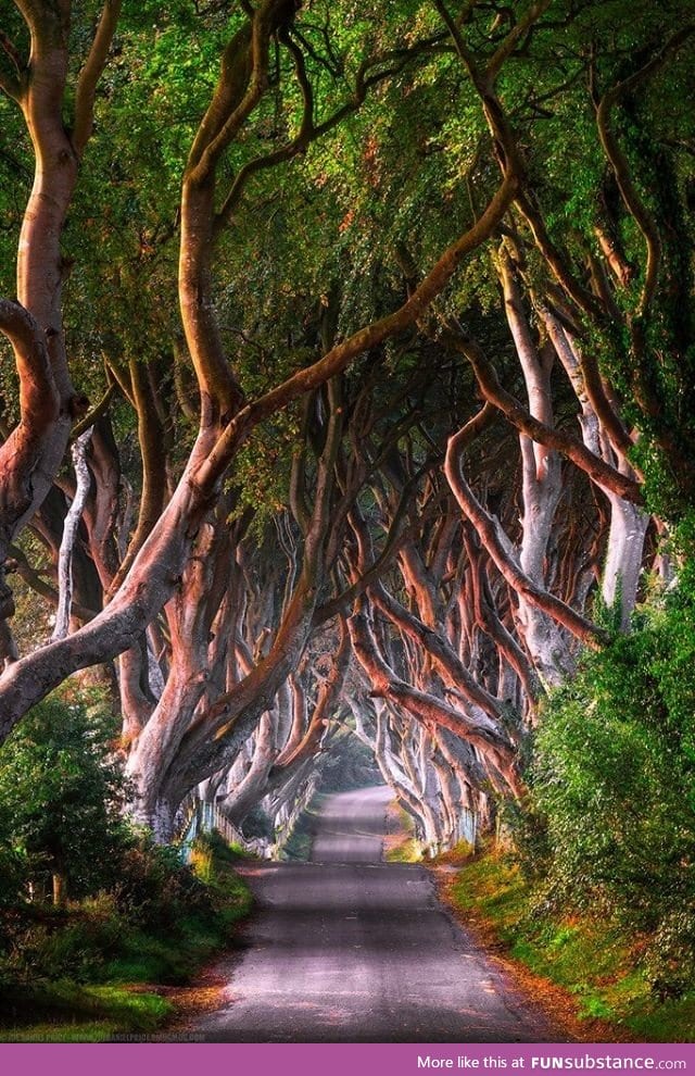 The dark hedges, northern ireland