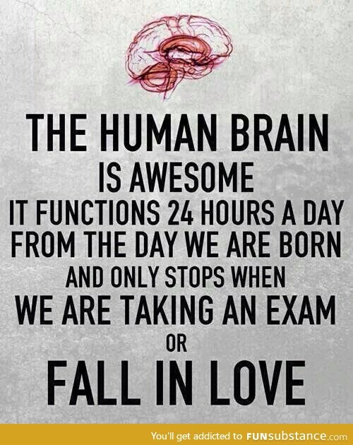 The Human Brain