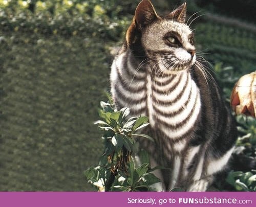 A real Halloween cat.