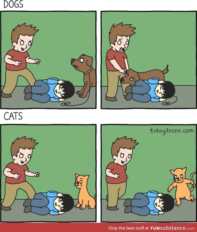 Dogs vs Cats