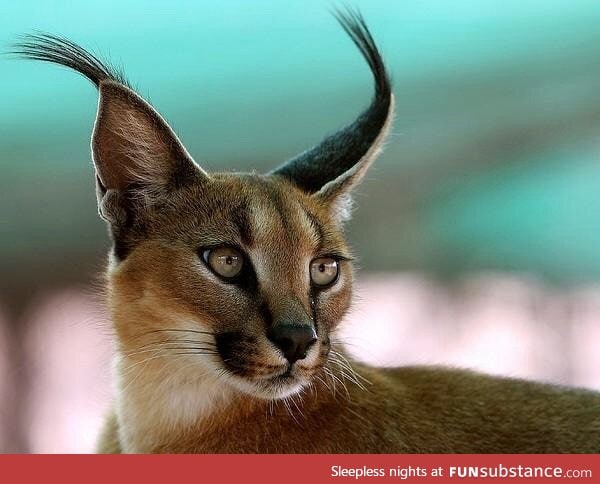 Majestic caracal