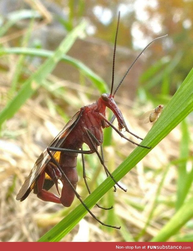 The scariest thing in the world: The flying scorpion