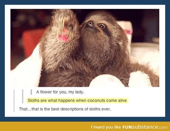 Quite possibly the best description of sloths ever