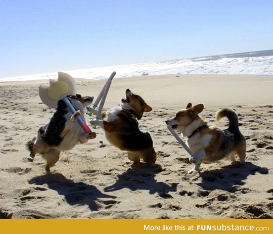 Epic corgi battle