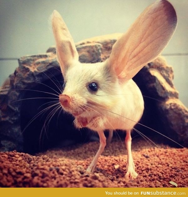 Meet the Jerboa!