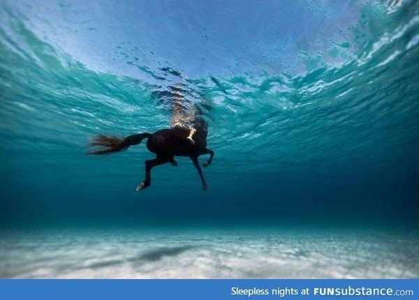 Swimming with a horse