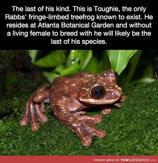 The loneliest frog in the world