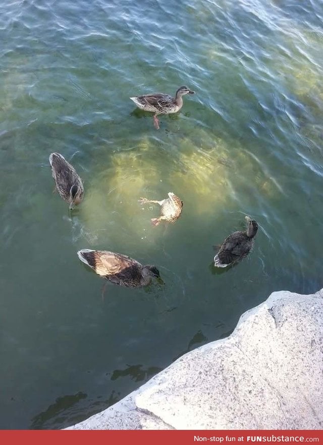 Ducks performing some kind of Satanic ritual