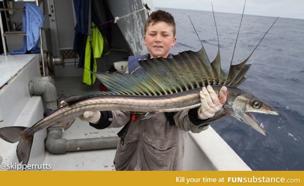 A lancetfish