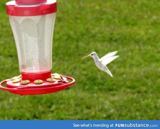 A rare albino hummingbird