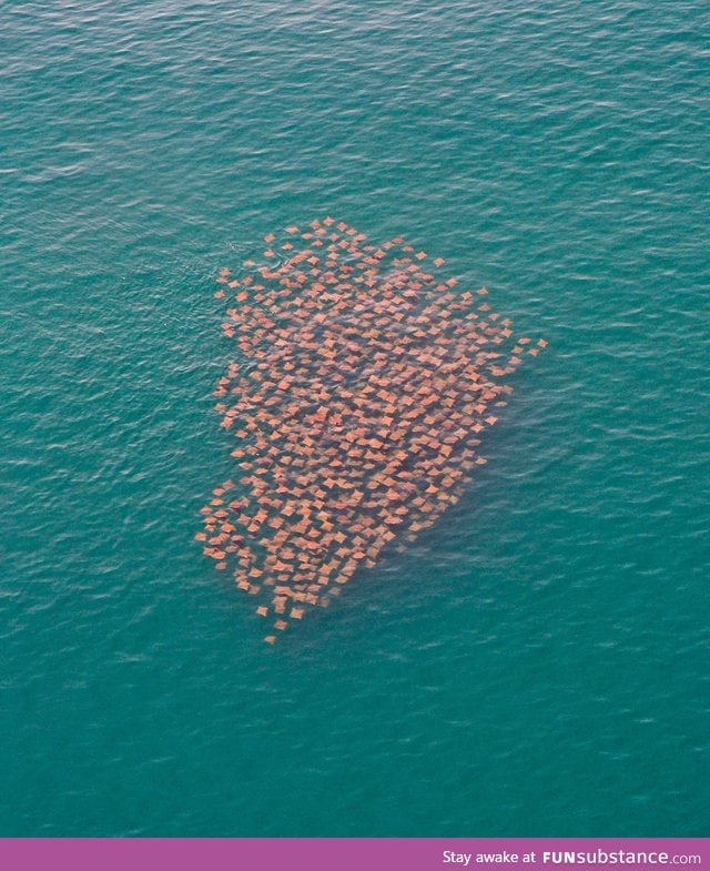 Migrating stingrays