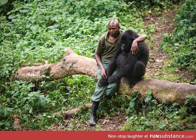 This gorilla had just lost its mother