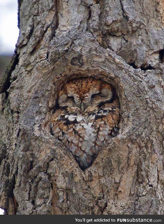 Owl just fits