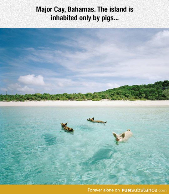 A pig island