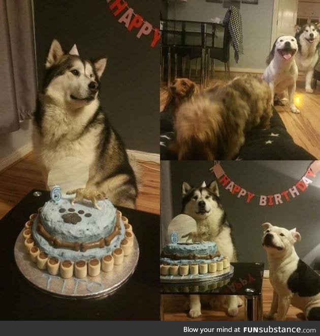 Dog birthday party