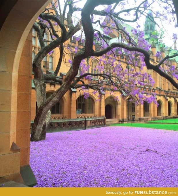 Jacaranda tree at sydney university today