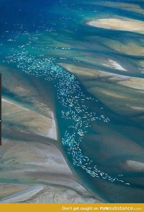 Migrating beluga whales