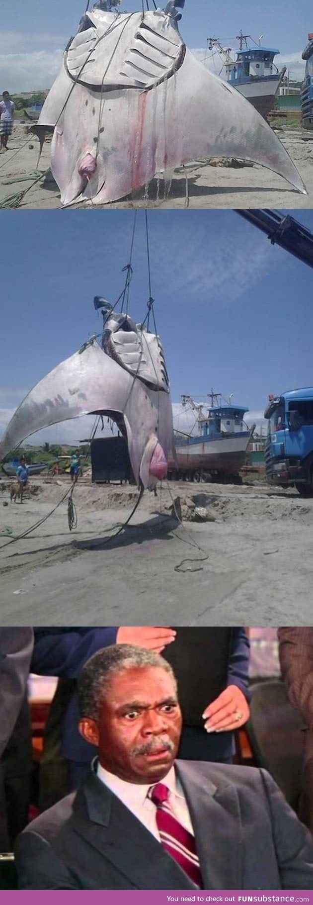 This 8 meters long manta ray was caught in Peru