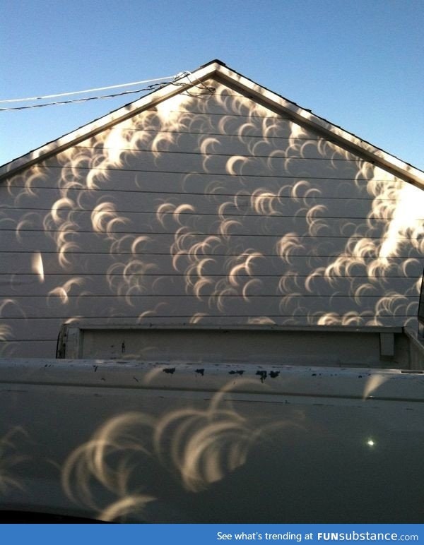 Sunlight through a tree during an eclipse