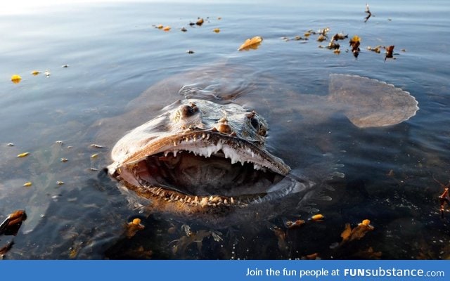 Giant monkfish