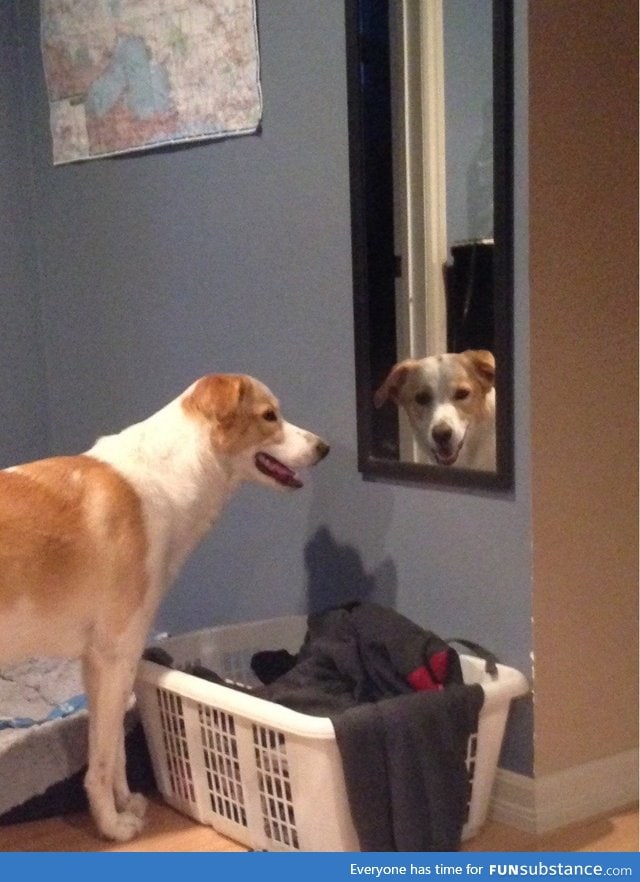 My dog likes to stare at me through mirrors