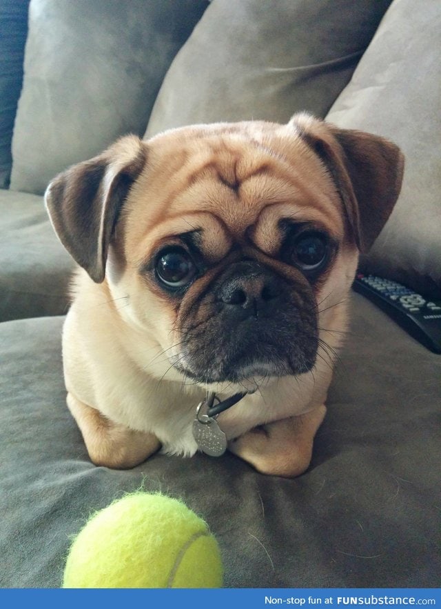 "My dog really hates his paws touched, so he tucks them in under him"