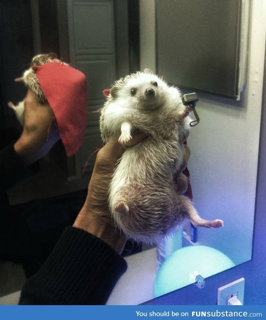 Thor, the tiny hog of thunder