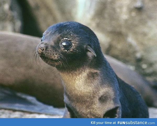 Day 368 of your daily dose of cute: Seal ya later!