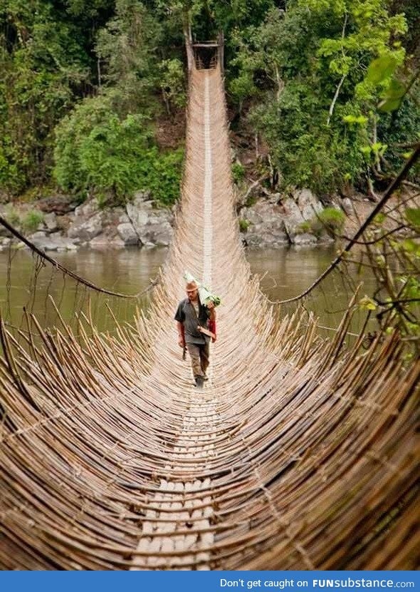 Bridge of branches