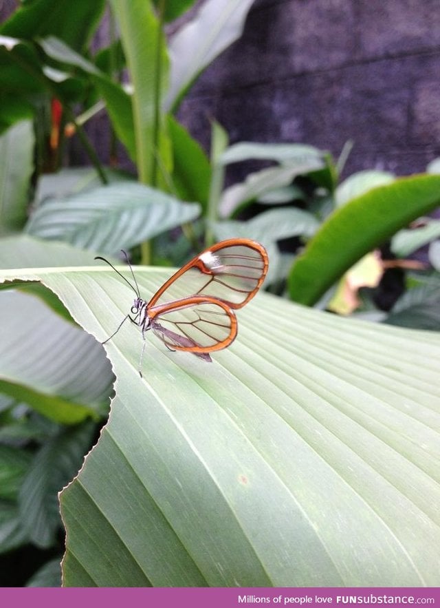 Transparent butterfly